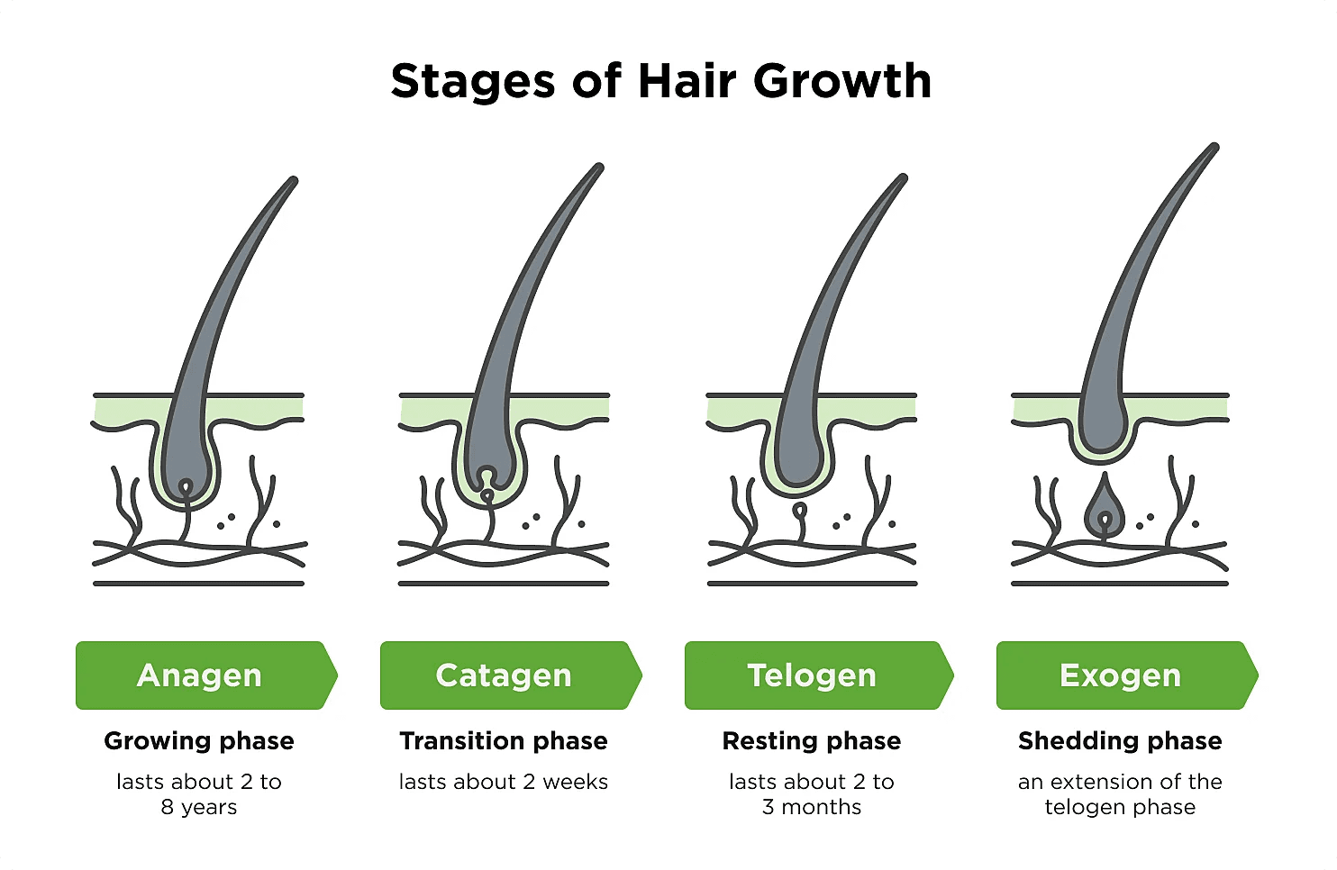 Growth Phases